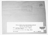 Coleroa chaetomium image